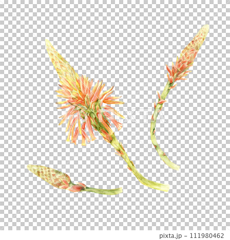 Aloe flowers stages 111980462