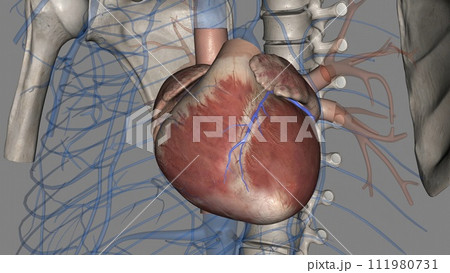 The great cardiac vein (left coronary vein) is a vein of the heart. It begins at the apex of the heart 111980731