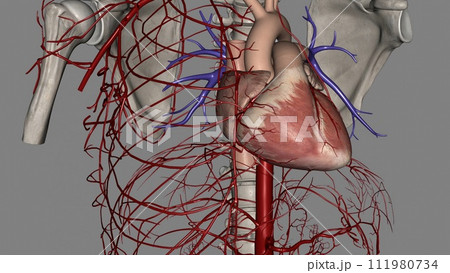 The right and left coronary arteries supply blood to your heart The right and left coronary arteries supply blood to your heart 111980734