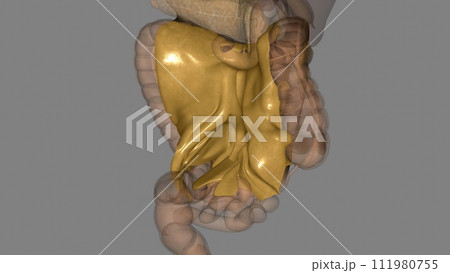 Mesentery,Transverse Mesocolon and Sigmoid Mesocolon Mesentery,Transverse Mesocolon and Sigmoid Mesocolon 111980755