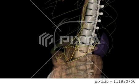 Visceral lymph nodes are associated with pelvic viscera 111980756