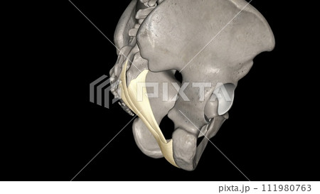 The sacrotuberous ligament (STL) is a stabiliser of the sacroiliac joint and connects the bony pelvis to the vertebral column 111980763
