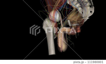 The corpus cavernosum is the erectile tissue of your penis 111980801