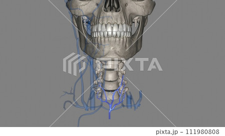 The inferior thyroid veins and their multiple tributaries are the ultimate guardians of the cervical trachea 111980808