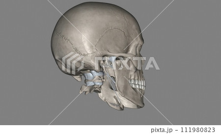 Head, Ligaments and bones 111980823