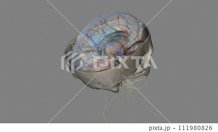 Superior anastomotic vein of trolard 111980826