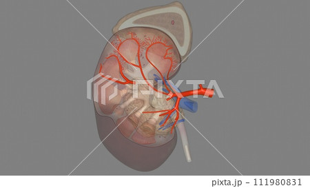 The renal arteries are large blood vessels that carry blood from your heart to your kidneys The renal arteries are large blood vessels that carry blood from your heart to your kidneys 111980831