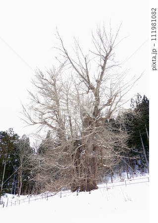 青森県十和田市の冬の法量のイチョウ 青森県十和田市の冬の法量のイチョウ 111981082