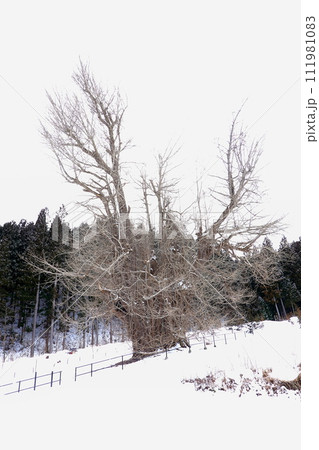 青森県十和田市の冬の法量のイチョウ 青森県十和田市の冬の法量のイチョウ 111981083
