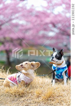 河川敷で散歩するボストンテリアとダックスフンド 河川敷で散歩するボストンテリアとダックスフンド 111981192