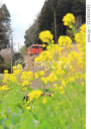 小湊鐵道「早春に咲く菜の花とキハ40首都圏色列車」 111981431