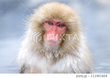 温泉に浸かる猿 111981809