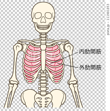 肋間內肌、肋間外肌、呼吸肌,名稱 肋間內肌、肋間外肌、呼吸肌,名稱 111981853