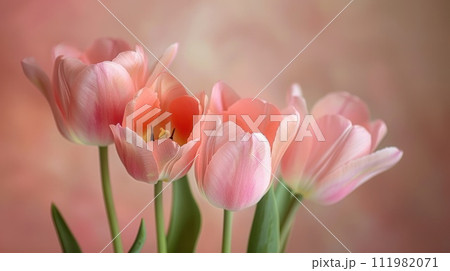 A light pink tulip bouquet captured against a simple backdrop with soft lighting and a shallow depth of field 111982071