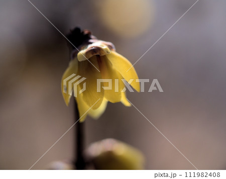 2月に咲いた黄色い蝋梅（ロウバイ）の花 111982408