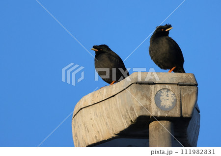 漁港の防犯灯に止まっている二羽のハッカチョウ 漁港の防犯灯に止まっている二羽のハッカチョウ 111982831