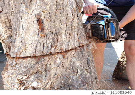 Chainsaw in action for cutting wood. worker cuts a tree trunk into logs with a saw. Close-up of a saw in motion, sawdust flying to the sides. Woodworking, wood cutting tools, wood 111983049