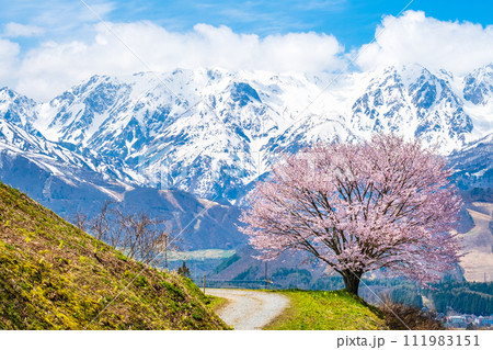 野平の一本桜と北アルプスの山並み 野平の一本桜と北アルプスの山並み 111983151