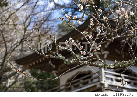鎌倉242 浄智寺12 梅 鎌倉242 浄智寺12 梅 111983276