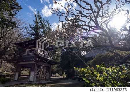 鎌倉242　浄智寺14　梅 111983278