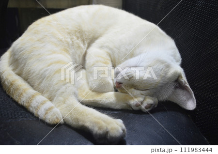yellow white cat sleeping focus on one side of its face 111983444