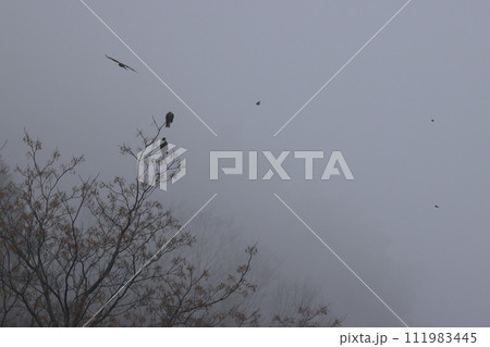 霧に包まれた森の木に止まるトビ達 111983445