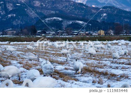 雪の田んぼにいる白鳥の群れ 雪の田んぼにいる白鳥の群れ 111983446