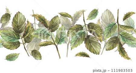 Roses lief or rose hip, briar, brier or dog rose green leaves seamless border, pattern. Hand drawn watercolor illustration for medical label, packing. Herbal botany clipart. Isolated white background 111983503