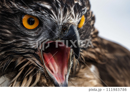 鋭い眼光のクマタカ 111983786