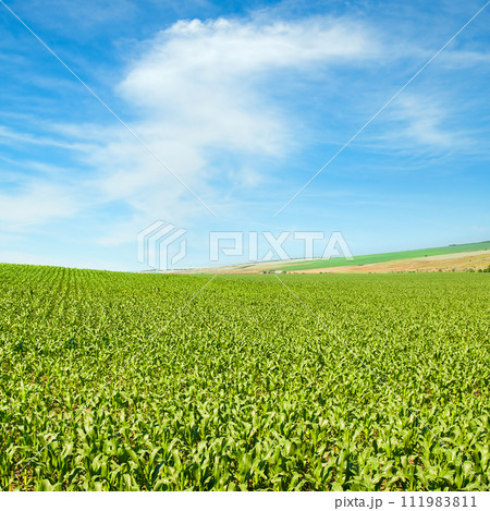 Green field of corn and blue sky. Green field of corn and blue sky. 111983811