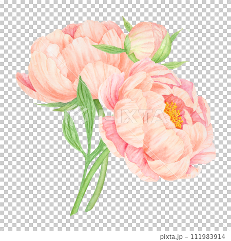 Peach peony bouquet watercolor hand drawn painting. Chinese national symbol illustration. Realistic flower clipart, floral arrangement for card design, wedding invitation, prints, textile, packing 111983914