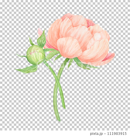 Peach peony bouquet watercolor hand drawn painting. Chinese national symbol illustration. Realistic flower clipart, floral arrangement for card design, wedding invitation, prints, textile, packing 111983915