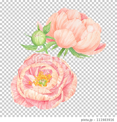 Peach peony bouquet watercolor hand drawn painting. Chinese national symbol illustration. Realistic flower clipart, floral arrangement for card design, wedding invitation, prints, textile, packing Peach peony bouquet watercolor hand drawn painting. Chinese national symbol illustration. Realistic flower clipart, floral arrangement for card design, wedding invitation, prints, textile, packing 111983916
