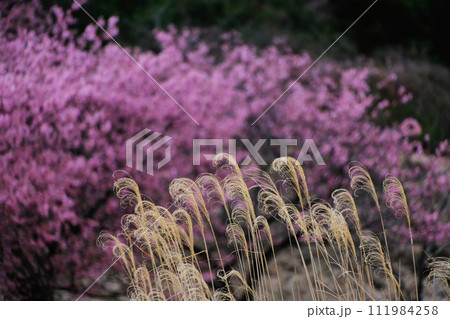 すすき すすき 111984258