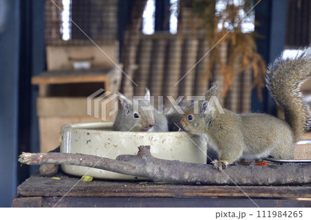 餌を食べるリス 111984265