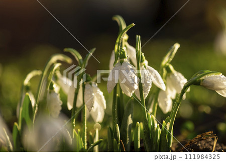 Snowdrops first spring flowers. Snowdrops first spring flowers. 111984325