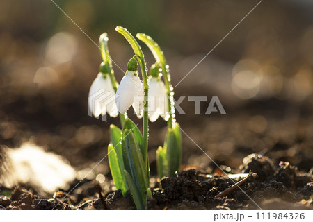Snowdrops first spring flowers. Snowdrops first spring flowers. 111984326