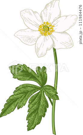 Anemone. White anemone. Spring and summer flowers. Garden plants. Hand drawn illustration. Linear art. Anemone. White anemone. Spring and summer flowers. Garden plants. Hand drawn illustration. Linear art. 111984476
