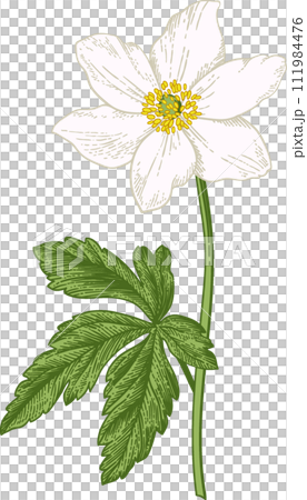 Anemone. White anemone. Spring and summer flowers. Garden plants. Hand drawn illustration. Linear art. 111984476