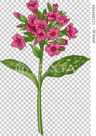 Lungwort. Pink flower. Spring and summer flowers. Garden plants. Hand drawn illustration. Linear art. Lungwort. Pink flower. Spring and summer flowers. Garden plants. Hand drawn illustration. Linear art. 111984484