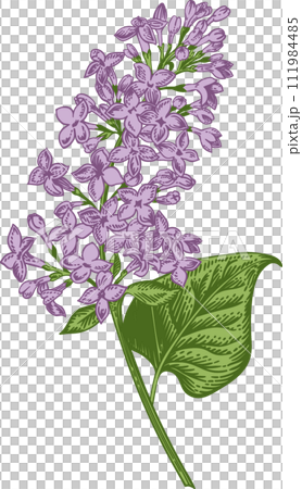 Lilac. A sprig of lilac. Spring and summer flowers. Garden plants. Hand drawn illustration. Linear art. 111984485