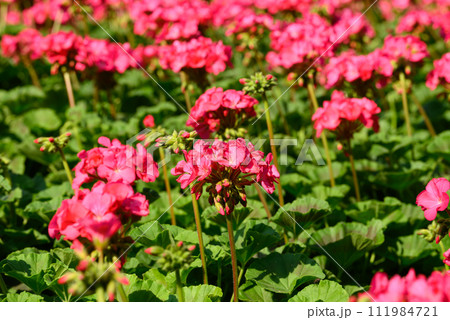 Beautiful pink Geranium flower blooming in garden, Spring season, Nature background Beautiful pink Geranium flower blooming in garden, Spring season, Nature background 111984721