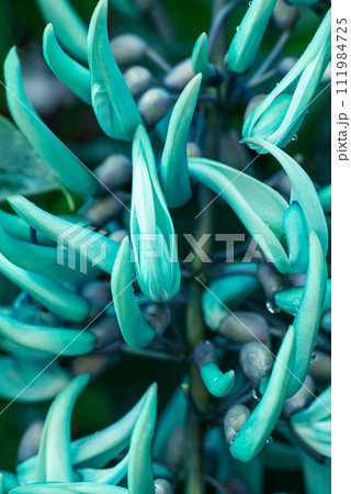 Green Jade vine or Emerald creeper (Strongylodon macrobotrys), Tropical ornamental plant Green Jade vine or Emerald creeper (Strongylodon macrobotrys), Tropical ornamental plant 111984725