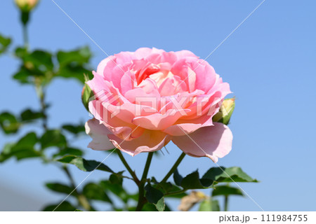 Beautiful pink rose flower blossom in the garden with blue sky 111984755