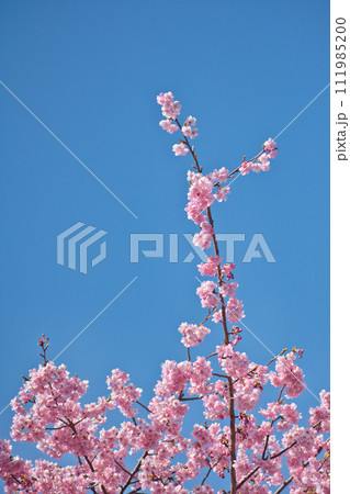 河津町の河津桜 河津町の河津桜 111985200