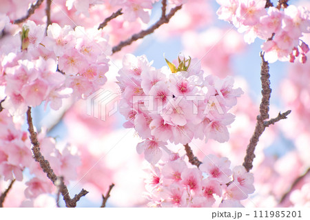 河津町の河津桜 111985201
