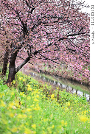 桜と菜の花が並ぶ小川 111985553
