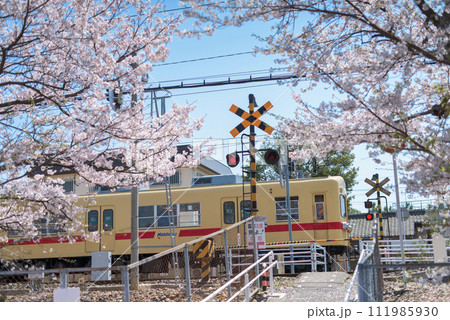 桜並木と西鉄電車 111985930