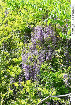 藤の花 111986080