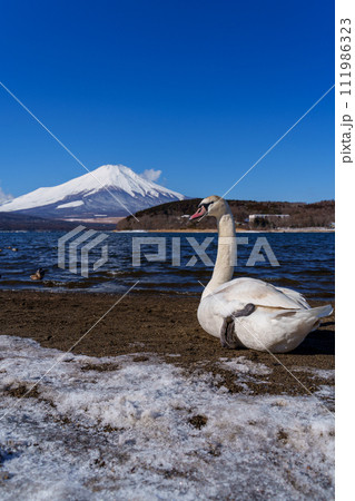 富士山と白鳥 山中湖平野の浜より 富士山と白鳥 山中湖平野の浜より 111986323